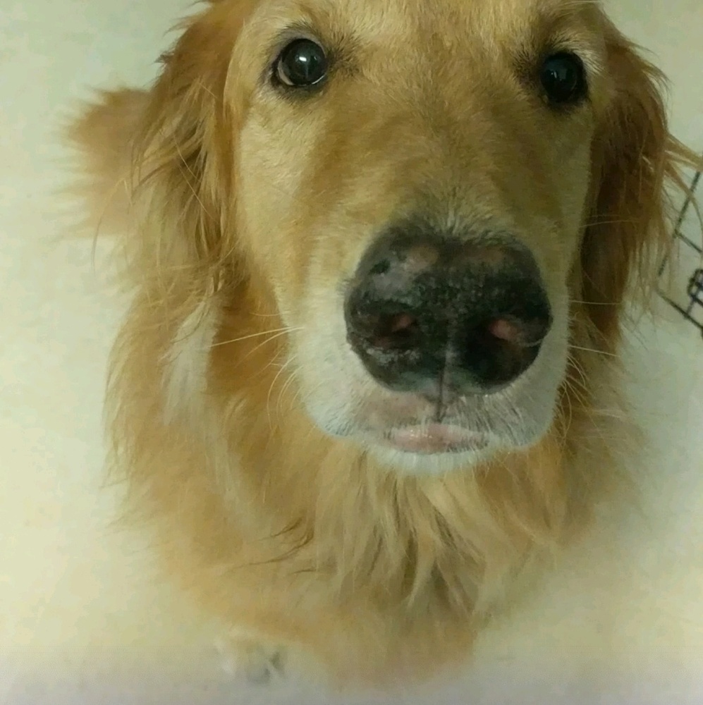 Meet your Posher, Carrie